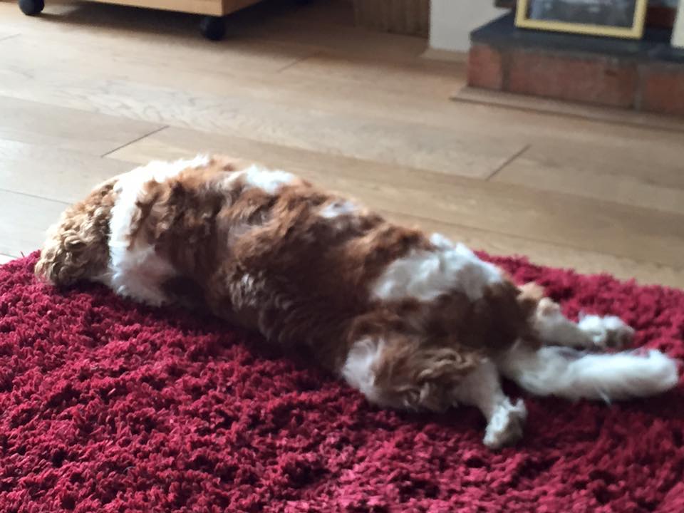 Cheshire Rug Cleaning - happy dog