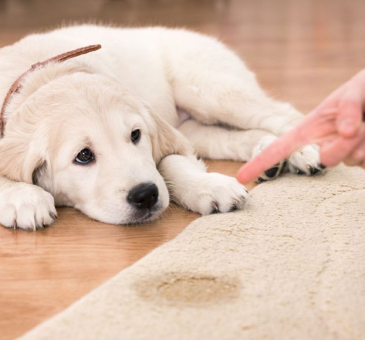 Pet-Accidents-–-How-We-Can-Help-Your-Rugs-