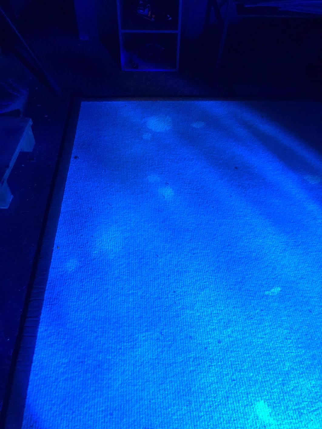 Using a UV light to highlight urine on rug